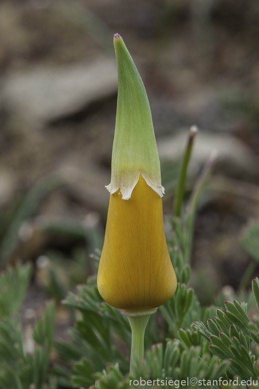 san bruno poppy